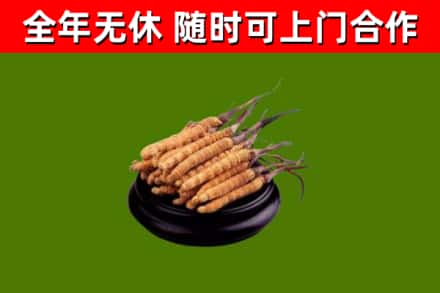 汉源县回收冬虫夏草